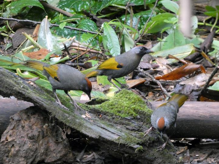 Silver-eared Laughingthrush