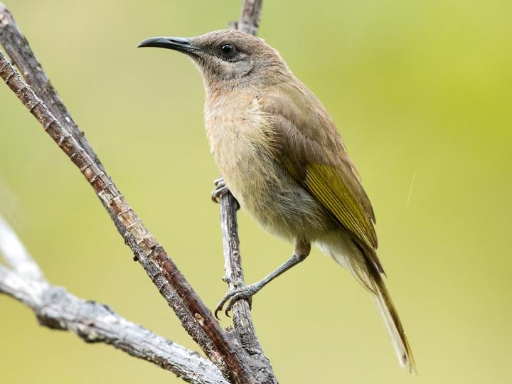 Grey-eared Honeyeater