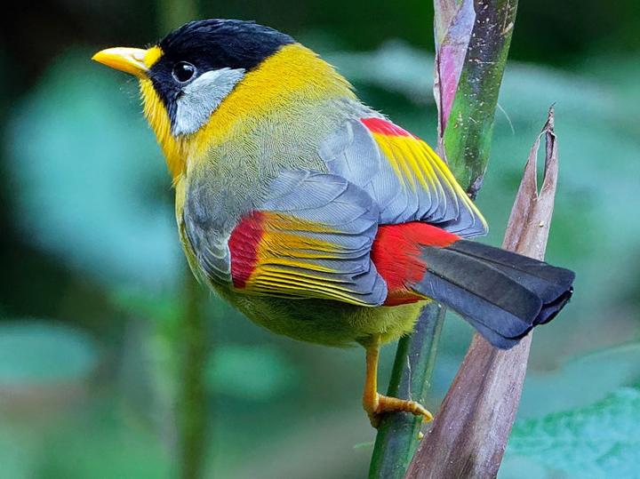 Silver-eared Mesia