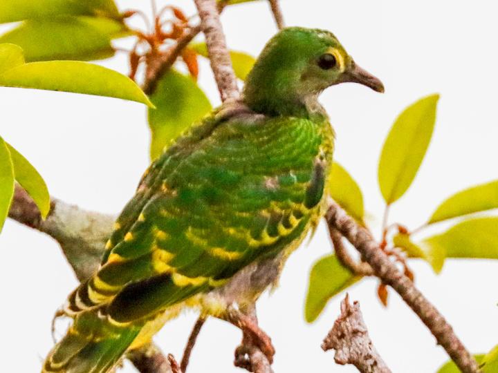Tanna Fruit Dove