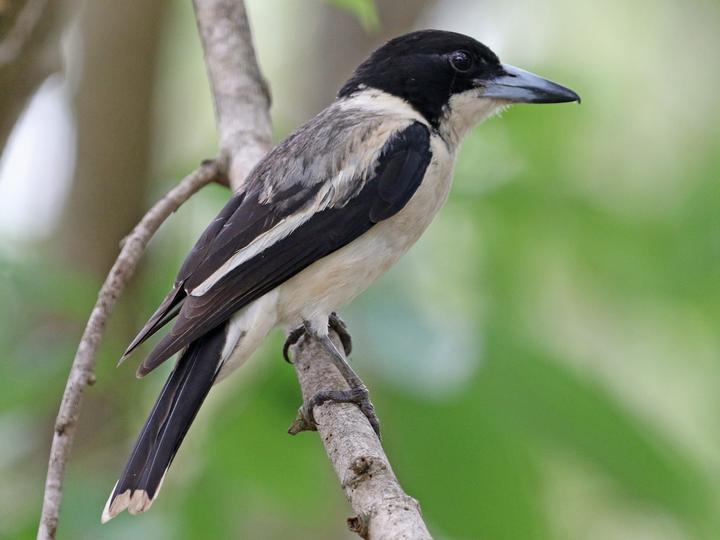 Silver-backed Butcherbird