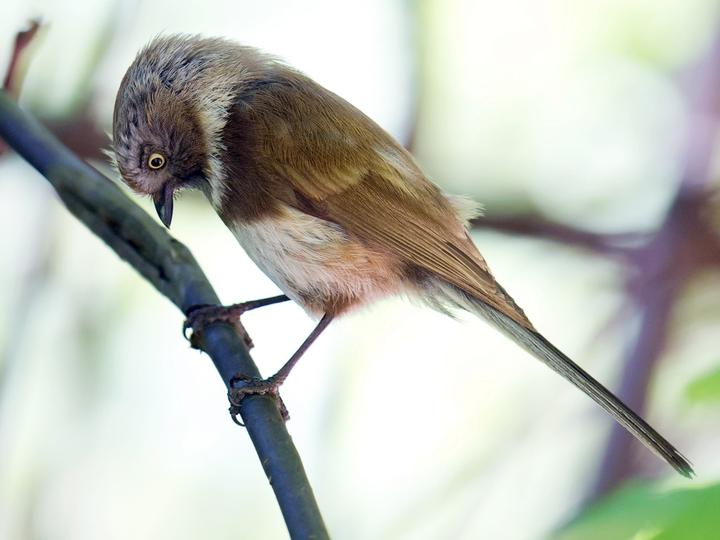 Sooty Bushtit