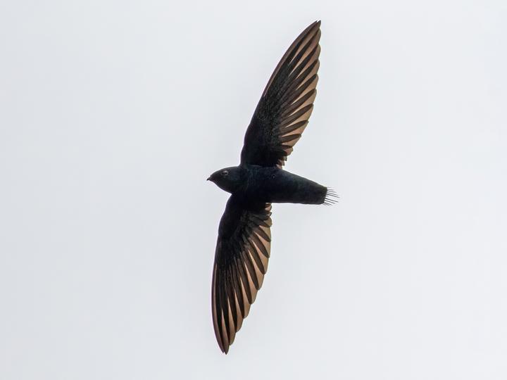 Silver-rumped Spinetail