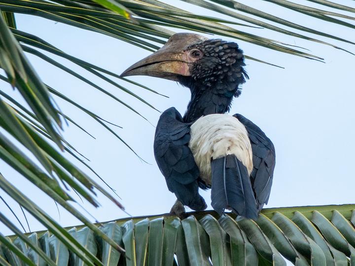 Silvery-cheeked Hornbill