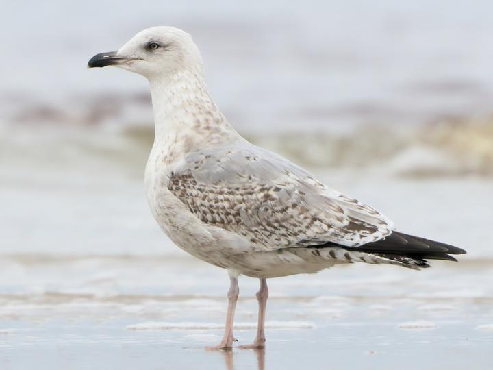 European Herring Gull