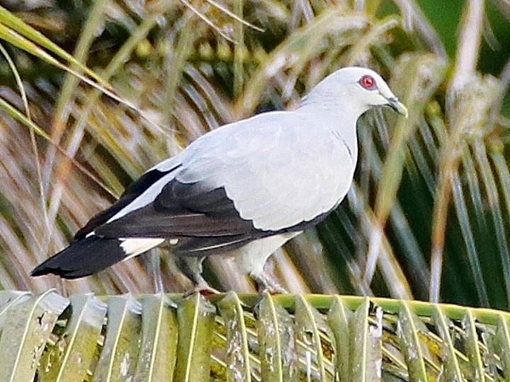 Silvery Pigeon