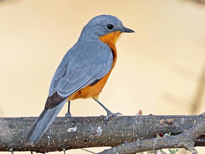 Silverbird