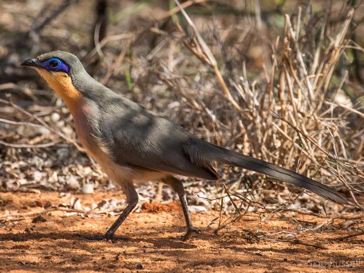 Running Coua