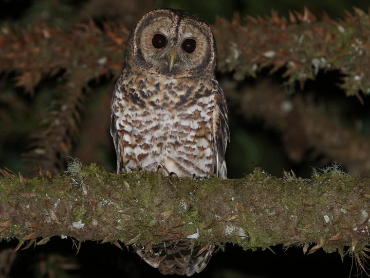 Rusty-barred Owl