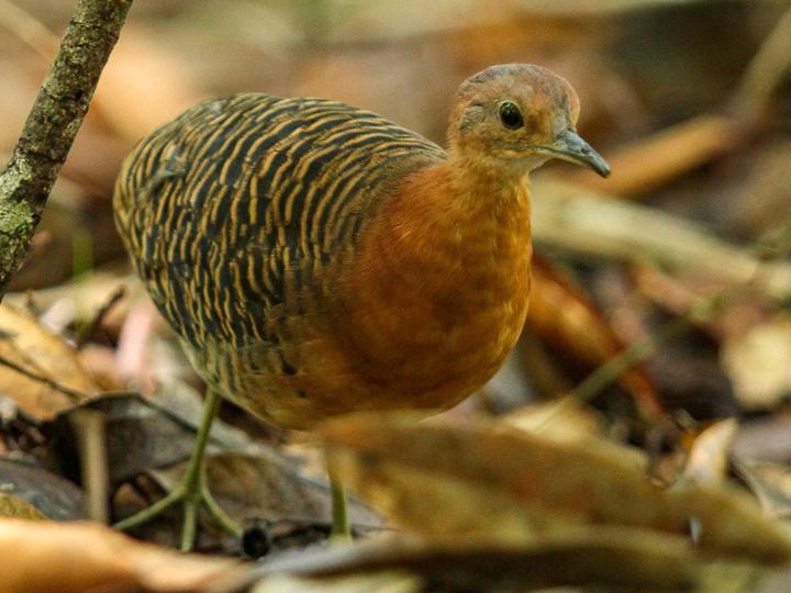Rusty Tinamou