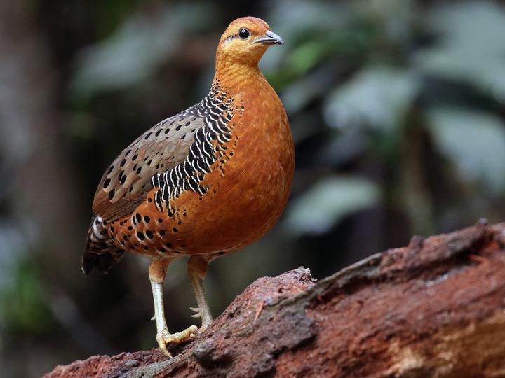 Ferruginous Partridge