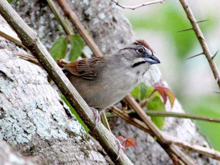 Rusty Sparrow