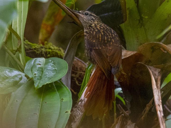 Rusty-winged Barbtail