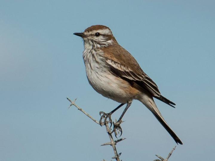 Rusty-backed Monjita