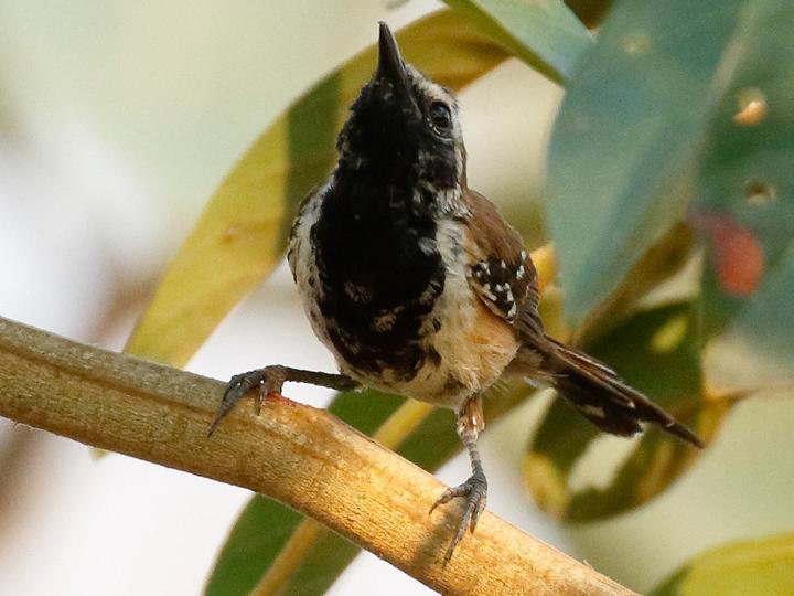 Rusty-backed Antwren