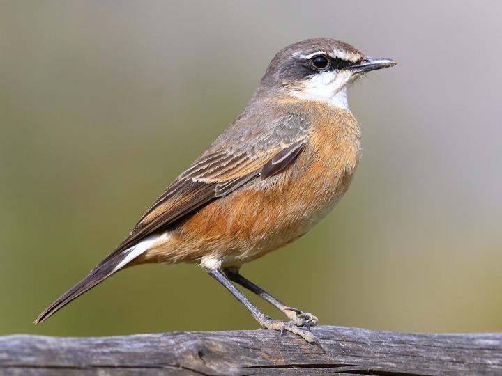 Rusty-breasted Wheatear
