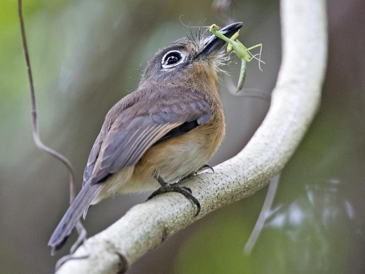 Rusty-breasted Nunlet