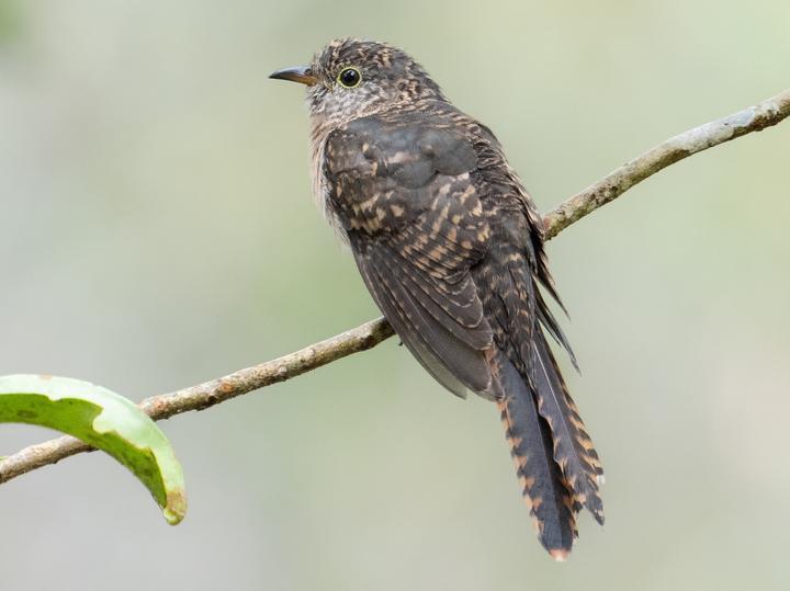 Sunda Brush Cuckoo