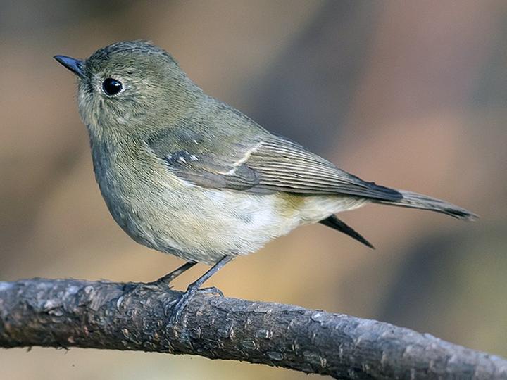 Slaty-backed Flycatcher