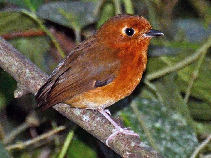 Rusty-breasted Antpitta