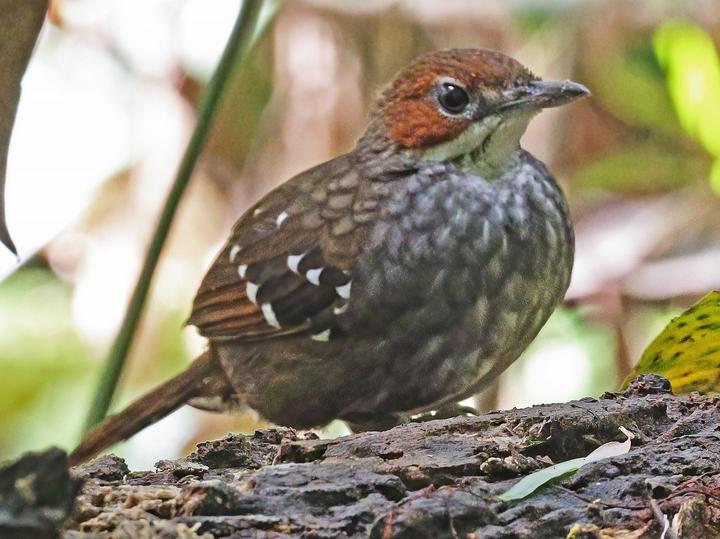 Cordillera Ground Warbler