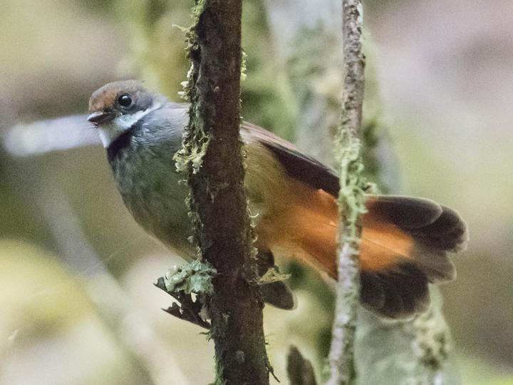 Sulawesi Fantail