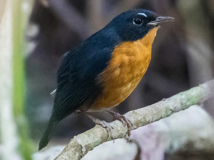 Rusty-bellied Shortwing