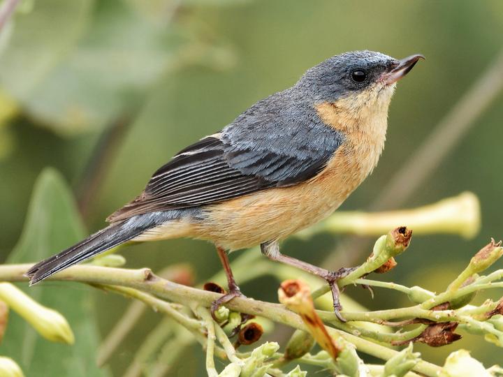 Rusty Flowerpiercer