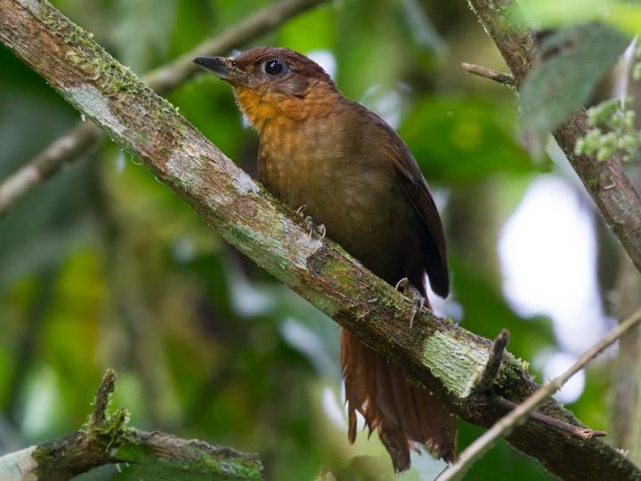 Ruddy Foliage-gleaner