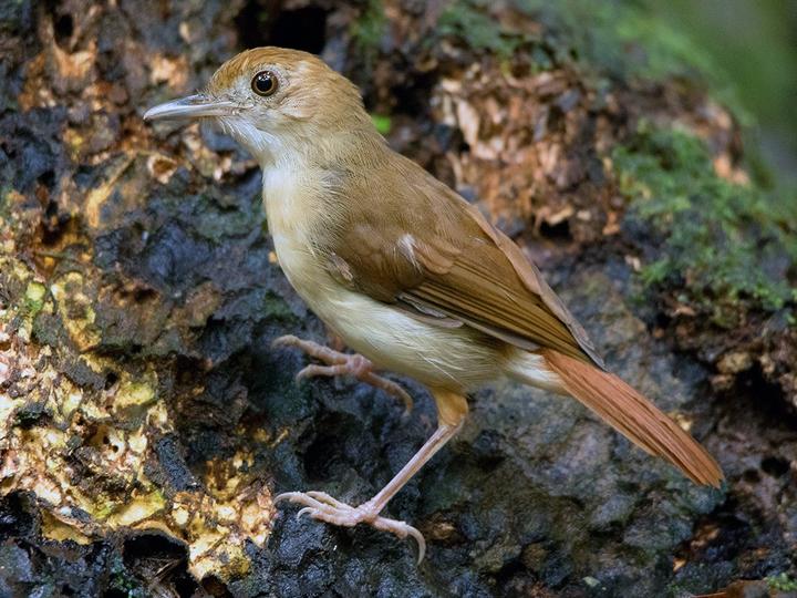 Ferruginous Babbler