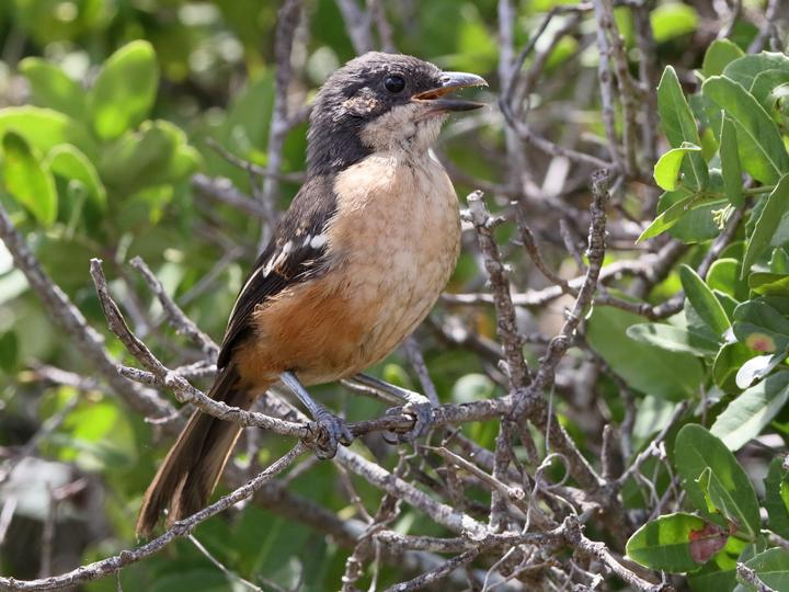Southern Boubou