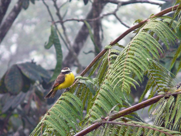 Rusty-margined Flycatcher