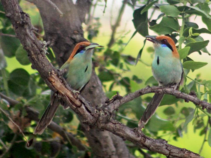 Russet-crowned Motmot