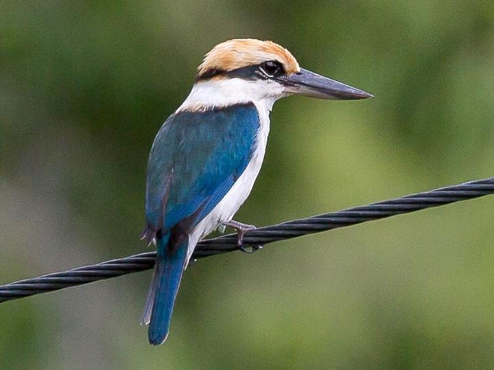 Rusty-capped Kingfisher