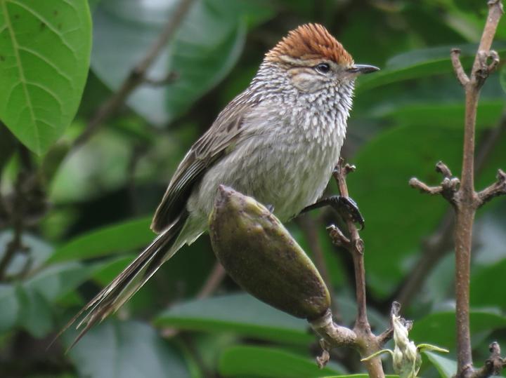 Rusty-crowned Tit-Spinetail