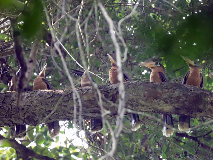 Tickell's Brown Hornbill