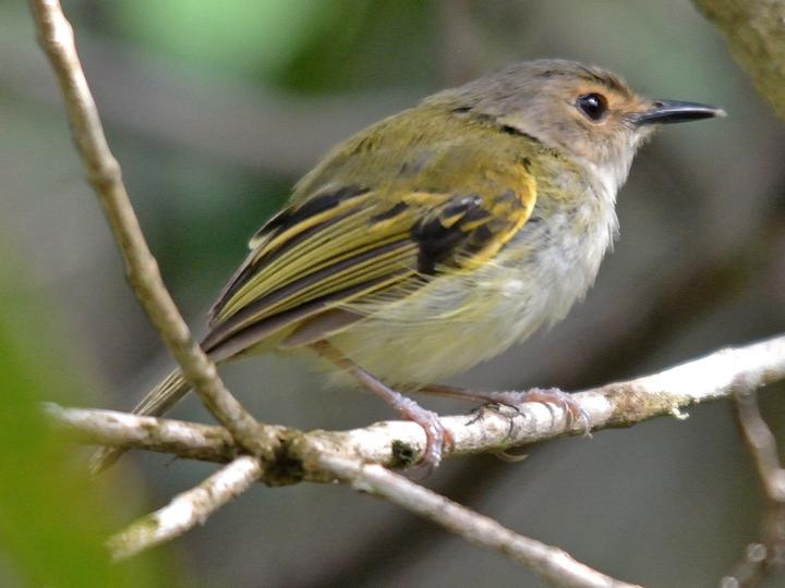 Rusty-fronted Tody-Flycatcher