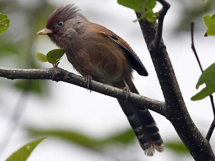 Rusty-fronted Barwing