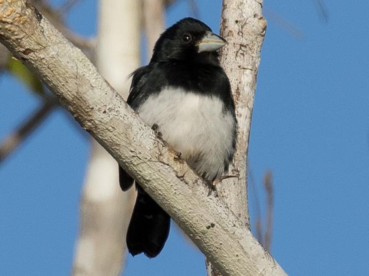 Cone-billed Tanager