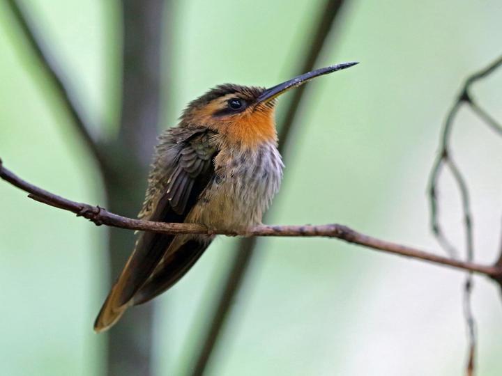 Saw-billed Hermit
