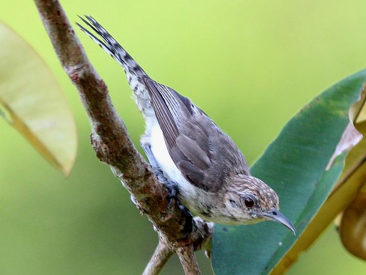 Tooth-billed Wren