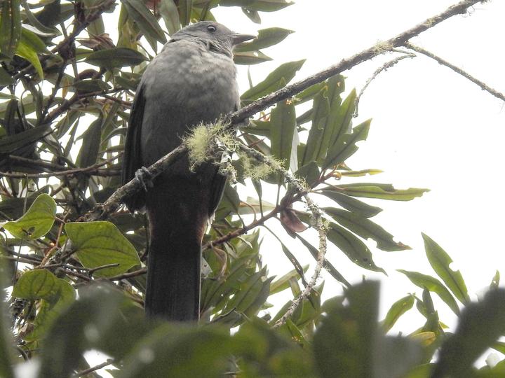 Scimitar-winged Piha