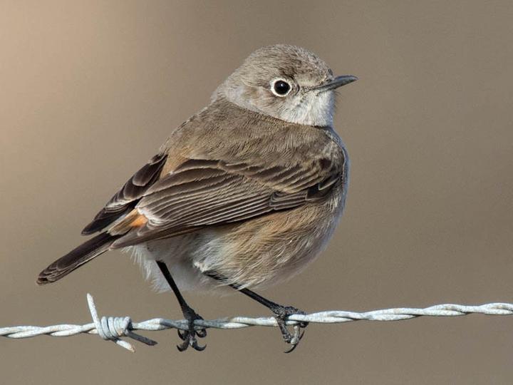 Sickle-winged Chat
