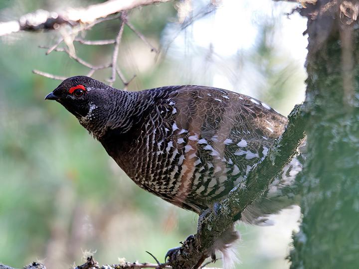 Siberian Grouse