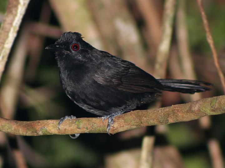 Fringe-backed Fire-eye