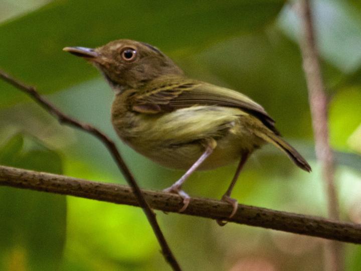 Long-crested Pygmy Tyrant