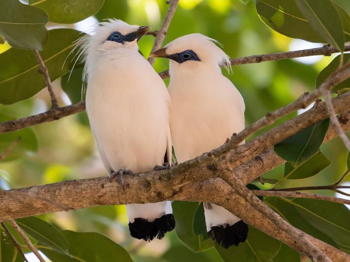 Bali Myna