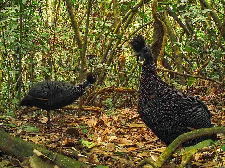 Plumed Guineafowl