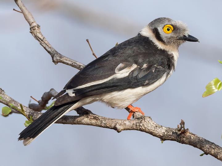 White-crested Helmetshrike