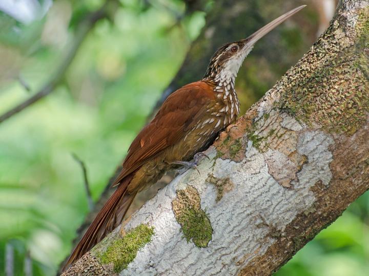 Long-billed Woodcreeper